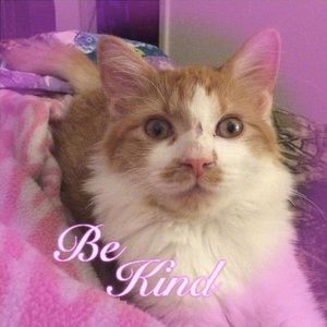 Meet your Posher, Diana